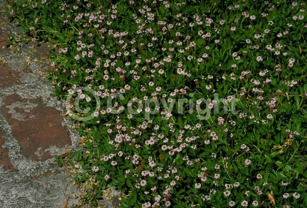 Purple blooms; Evergreen