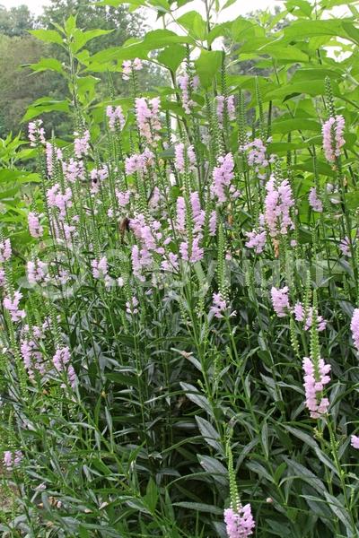 Purple blooms; White blooms; Pink blooms; Deciduous; North American Native