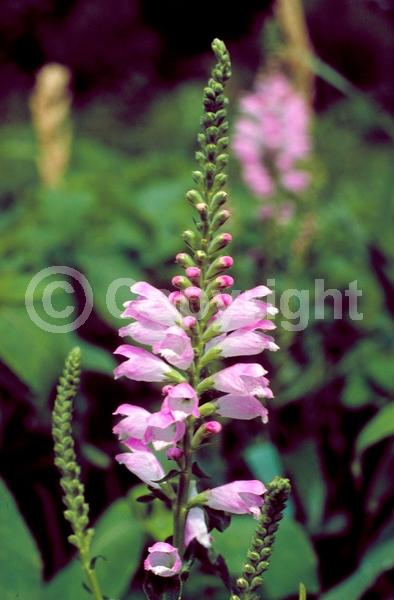Purple blooms; White blooms; Pink blooms; Deciduous; North American Native