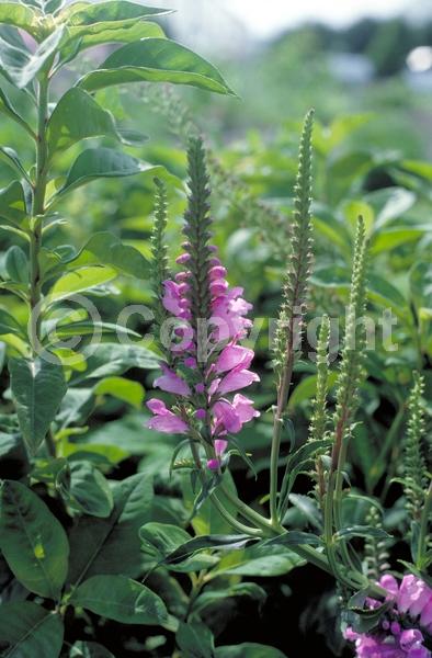 Purple blooms; White blooms; Pink blooms; Deciduous; North American Native