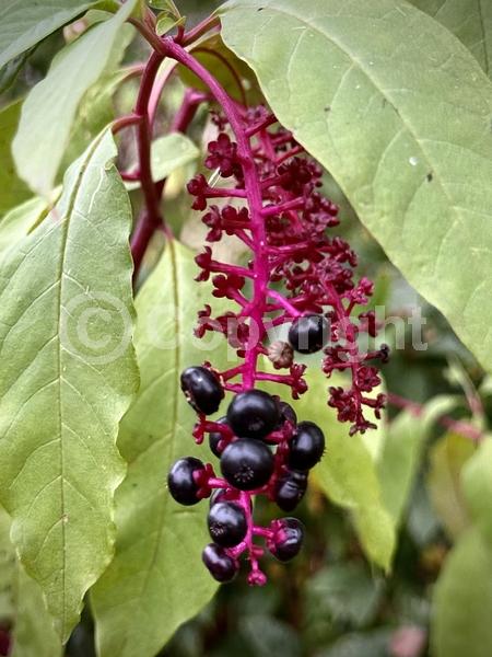 White blooms; Deciduous; North American Native