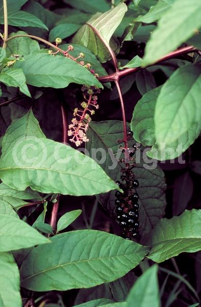 White blooms; Deciduous; North American Native