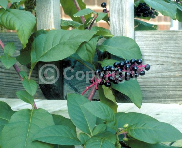 White blooms; Deciduous; North American Native