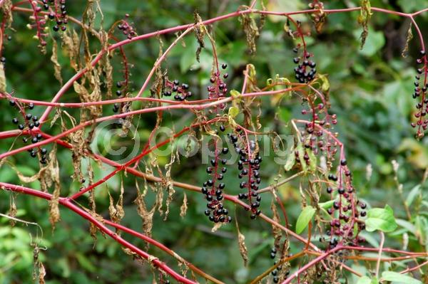 White blooms; Deciduous; North American Native