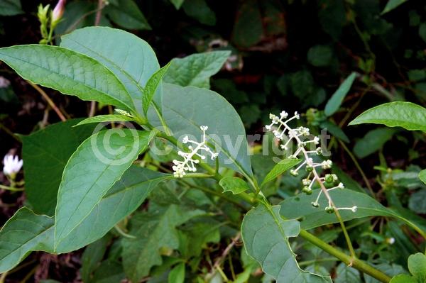 White blooms; Deciduous; North American Native