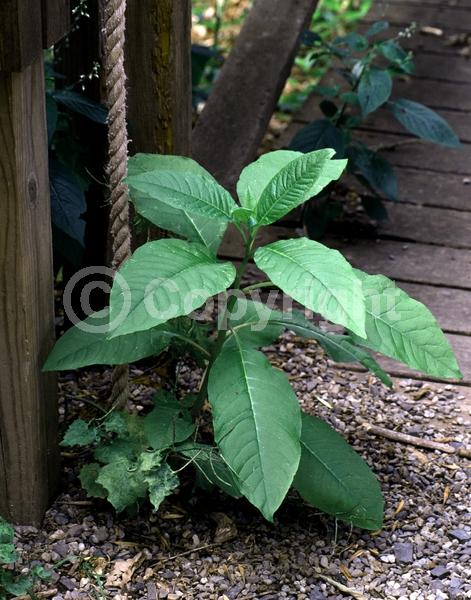 White blooms; Deciduous; North American Native