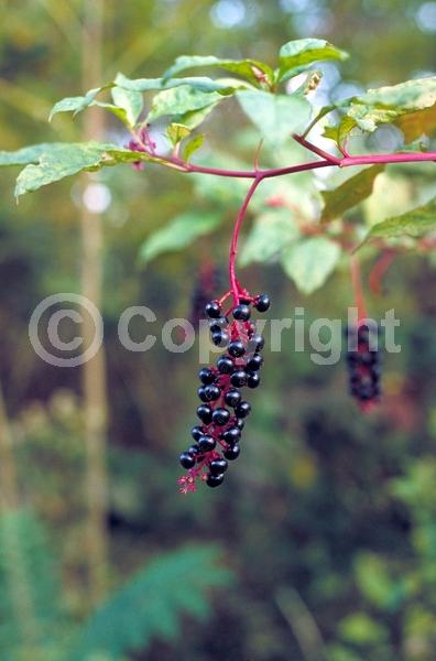 White blooms; Deciduous; North American Native
