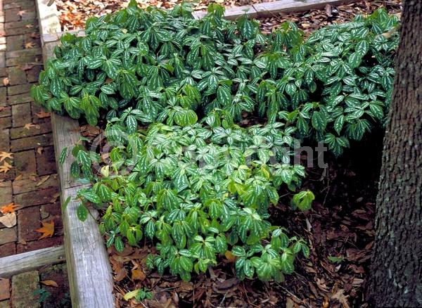 White blooms; Evergreen