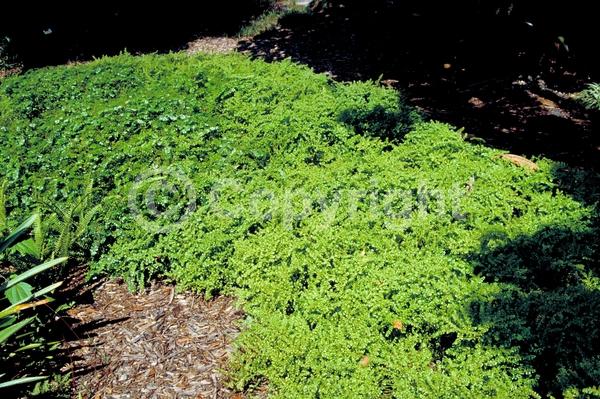 White blooms; Evergreen; North American Native