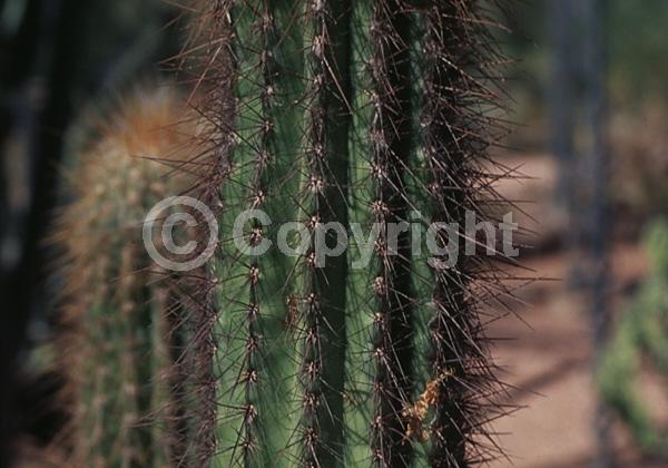 Pink blooms; North American Native