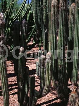 Pink blooms; North American Native