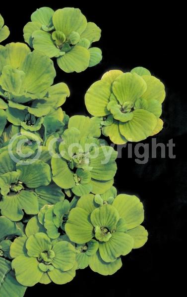 Evergreen; North American Native