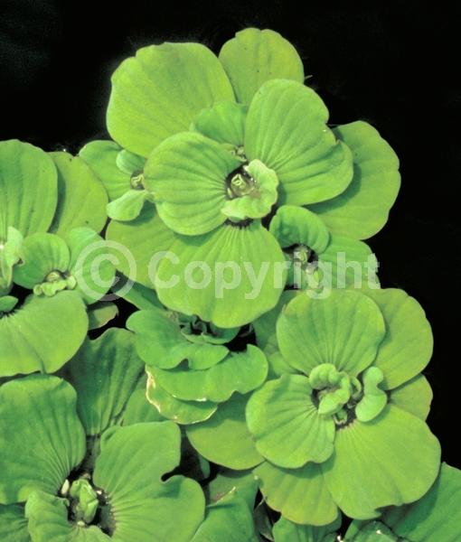 Evergreen; North American Native