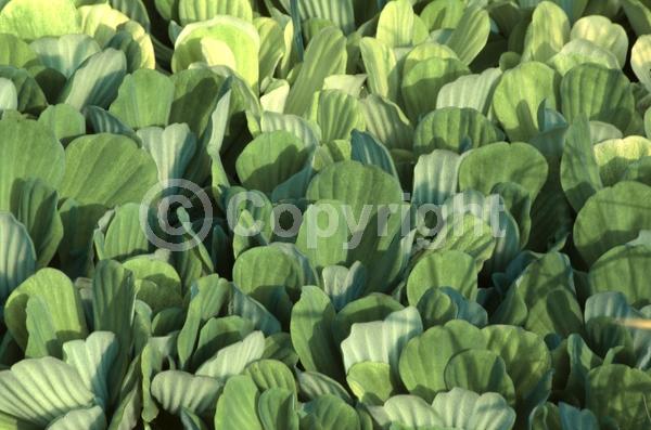 Evergreen; North American Native