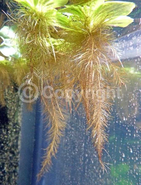 Evergreen; North American Native