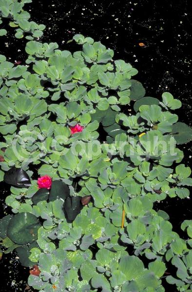 Evergreen; North American Native