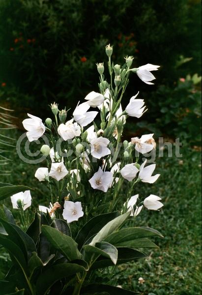 White blooms; Deciduous; Broadleaf