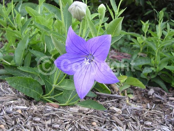 Blue blooms; Deciduous