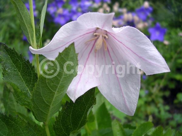 Pink blooms; Deciduous