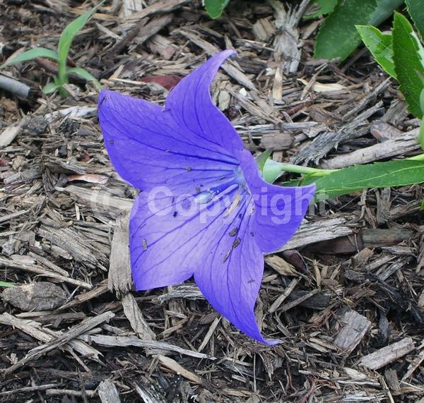 Blue blooms; Deciduous