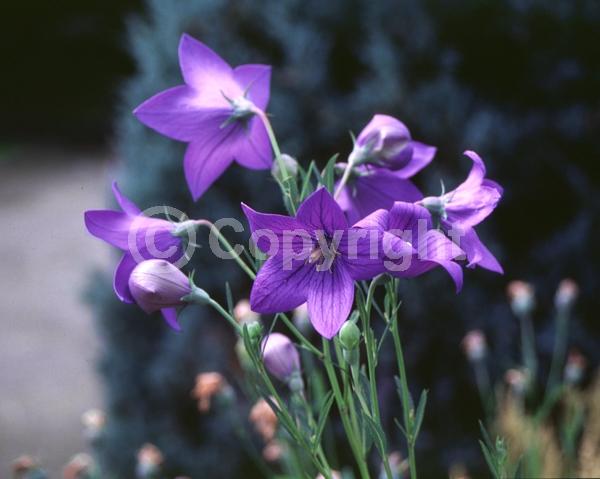 Blue blooms; Deciduous; Broadleaf