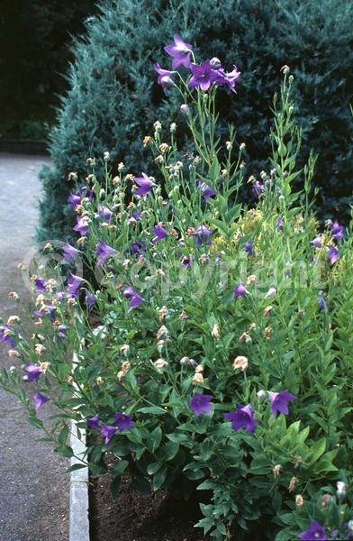 Blue blooms; Deciduous; Broadleaf