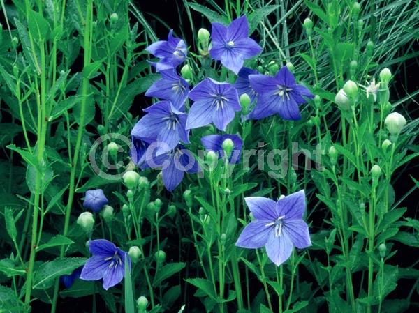 Blue blooms; Deciduous; Broadleaf