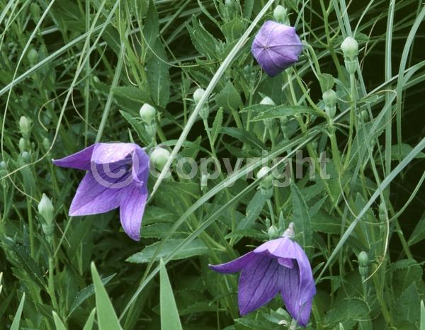 Blue blooms; Deciduous