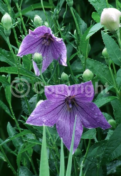 Blue blooms; Deciduous