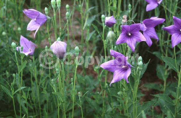 Blue blooms; Deciduous