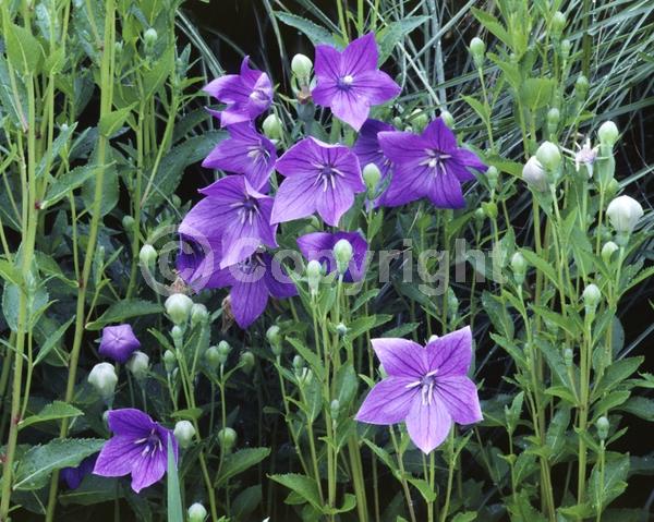 Blue blooms; Deciduous