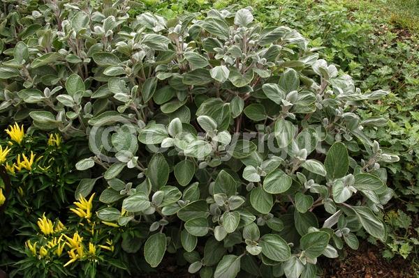 Blue blooms; White blooms; Evergreen; Needles or needle-like leaf