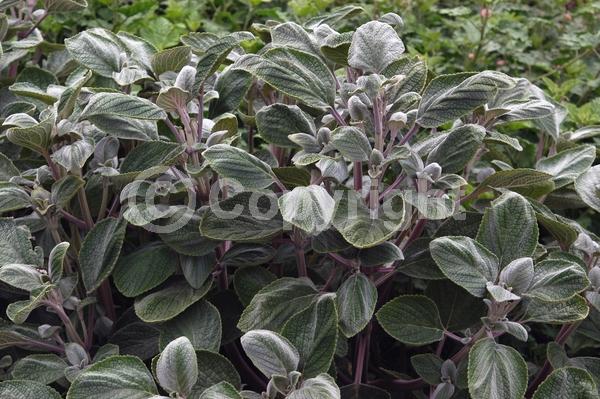 Blue blooms; White blooms; Evergreen; Needles or needle-like leaf