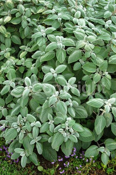 Blue blooms; White blooms; Evergreen; Needles or needle-like leaf