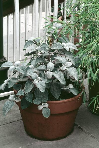 Blue blooms; White blooms; Evergreen; Needles or needle-like leaf