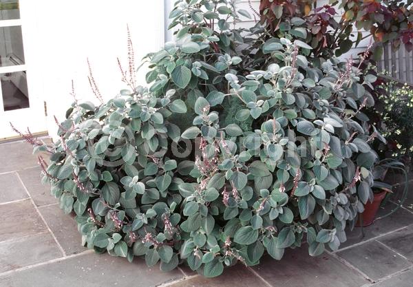 Blue blooms; White blooms; Evergreen; Needles or needle-like leaf