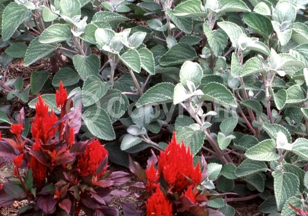 Blue blooms; White blooms; Evergreen; Needles or needle-like leaf