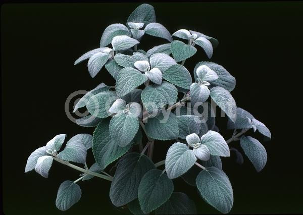 Blue blooms; White blooms; Evergreen; Needles or needle-like leaf