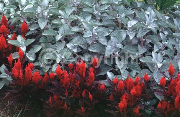 Blue blooms; White blooms; Evergreen; Needles or needle-like leaf