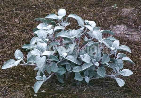 Blue blooms; White blooms; Evergreen; Needles or needle-like leaf