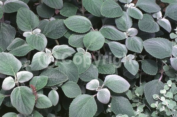 Blue blooms; White blooms; Evergreen; Needles or needle-like leaf