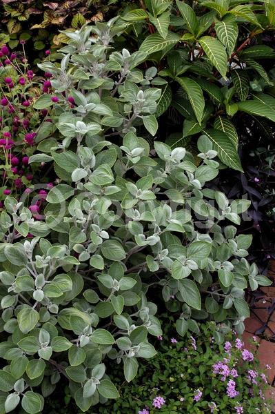 Blue blooms; White blooms; Evergreen; Needles or needle-like leaf