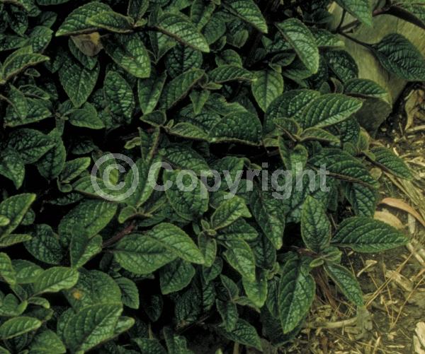 Blue blooms; White blooms; Evergreen; Needles or needle-like leaf