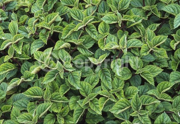 Blue blooms; White blooms; Evergreen; Needles or needle-like leaf