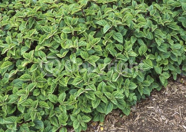 Blue blooms; White blooms; Evergreen; Needles or needle-like leaf