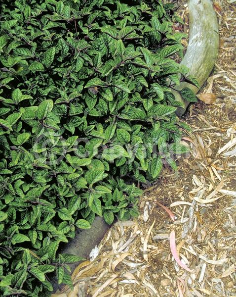 Blue blooms; White blooms; Evergreen; Needles or needle-like leaf