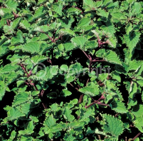 Blue blooms; Evergreen; Needles or needle-like leaf