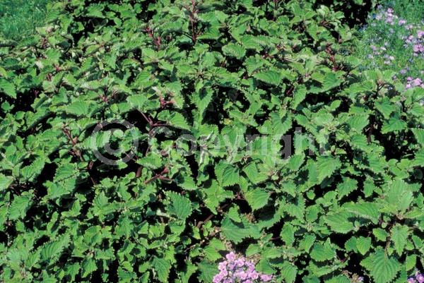 Blue blooms; Evergreen; Needles or needle-like leaf