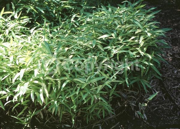 Deciduous; Broadleaf