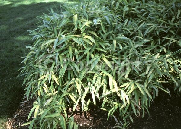 Deciduous; Broadleaf